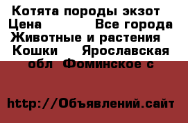 Котята породы экзот › Цена ­ 7 000 - Все города Животные и растения » Кошки   . Ярославская обл.,Фоминское с.